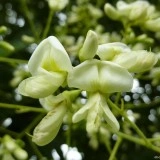 Salcam japonez-Sophora japonica - Img 3