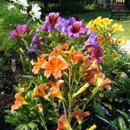 Salpiglossis sinuata mix - Img 2