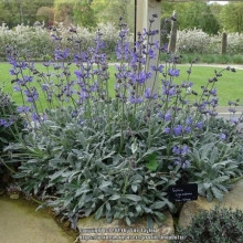 Salvia Cyanescens - Img 3