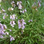 Salvia Lavandulifolia - Img 3