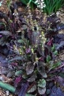 Salvia lyrata Purple Volcano - Img 2