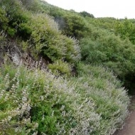 Salvia Mellifera-Black Sage - Img 4