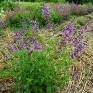 Salvia Miltiorrhiza-Red Sage - Img 7