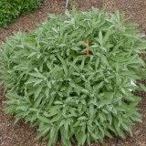 Salvia officinalis