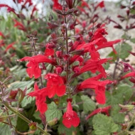 Salvia Roemeriana Arriba