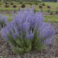 Salvia Rusa Perovskia Atriplicifolia
