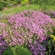 Saponaria Vaccaria mix