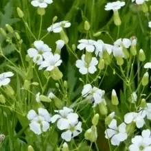 Saponaria Vaccaria mix - Img 3
