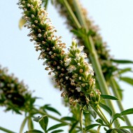 Schizonepeta tenuifolia-Jing Jie