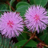Sensitiva-Mimosa pudica