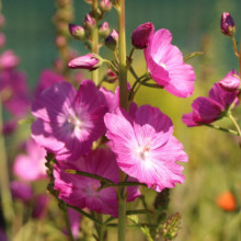 Sidalcea Malviflora Rosanna