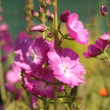 Sidalcea Malviflora Rosanna - Img 4