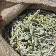 Sideritis Syriaca-Mountain tea