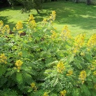 Siminichia-Cassia angustifolia - Img 5