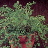 Sorbestrea-Sanguisorba minor