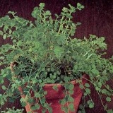 Sorbestrea-Sanguisorba minor - Img 5
