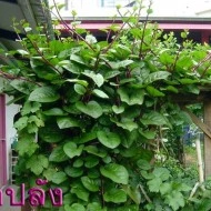 Spanac Malabar-Basella rubra
