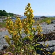 Splinuta-Solidago Virgaurea