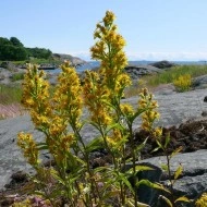 Splinuta-Solidago Virgaurea - Img 3