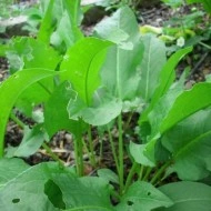 Stevia-Rumex patientia - Img 4