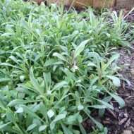﻿Stridolo-Silene vulgaris