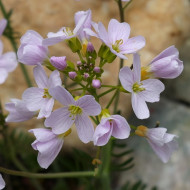 Stupitul Cucului-Cardamine Pratensis