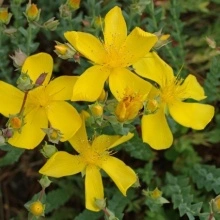 Sunatoare decorativa-Hypericum Monserianum - Img 2
