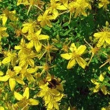 Sunatoare-Hypericum perforatum - Img 2