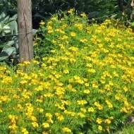 Tarhon Mexican-Tagetes Lucida - Img 3