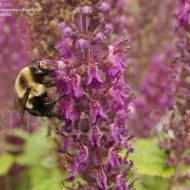 Teucrium hyrcanicum Purple Tails - Img 7