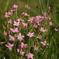 Tintaura-Centaurium erythraea