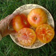 Tomate Ananas