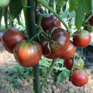 Tomate Brandywine Black