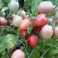 Tomate cherry Pink Thai Egg - Img 2