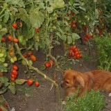 Tomate cherry prunisoara Milla