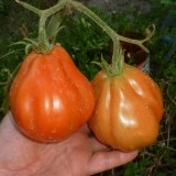 Tomate Coeur d'Albenga - Img 3
