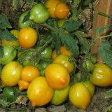 Tomate Lemon Tree
