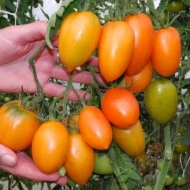 Tomate Orange Icicle