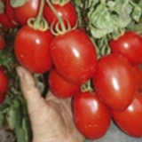 Tomate Rio Grande - Img 2