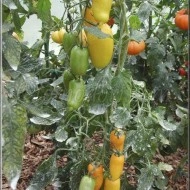 Tomate Roman Candle - Img 3