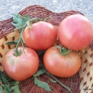 Tomate Rozov Blyan - Img 2