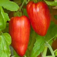 Tomate Speckled Roman - Img 4