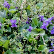 Toporas-Viola Odorata - Img 5