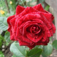 Trandafir Red Intuition