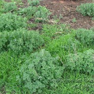 Unguras-Marrubium vulgare