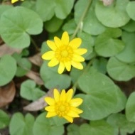 Untisor-Ficaria Verna - Img 8