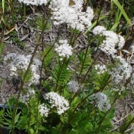 Valeriana officinalis