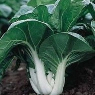 Varza chinezeasca Pak Choi Canton Dwarf - Img 2
