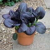 Varza chinezeasca Pak Choi Rubi F1 - Img 2