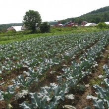 Varza Siberian Kale - Img 3